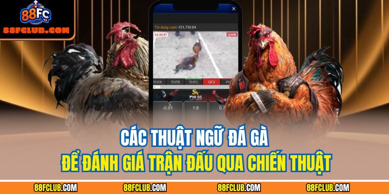 Các thuật ngữ đá gà để đánh giá trận đấu qua chiến thuật