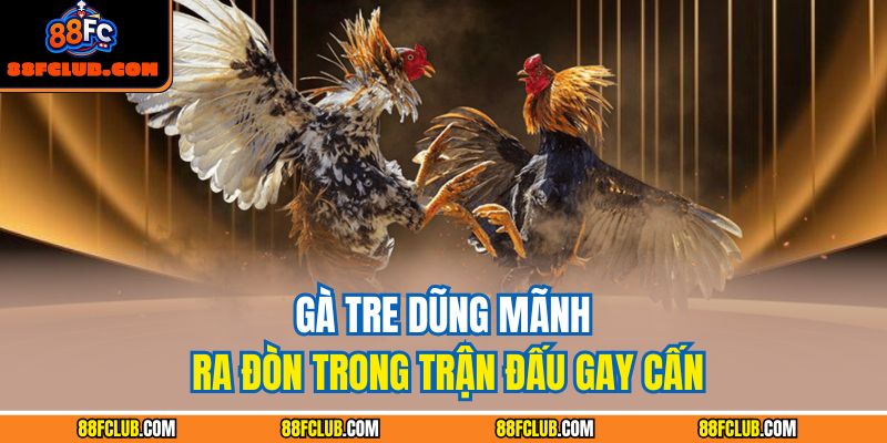 Gà tre dũng mãnh ra đòn trong trận đấu gay cấn