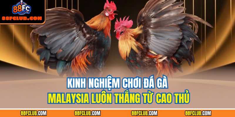 Kinh nghiệm chơi đá gà Malaysia luôn thắng từ cao thủ