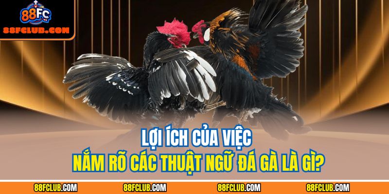 Lợi ích của việc nắm rõ các thuật ngữ đá gà là gì?