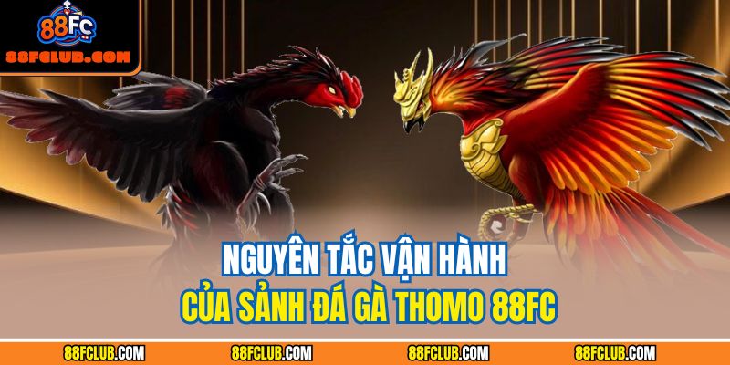 Nguyên tắc vận hành của sảnh đá gà Thomo 88FC