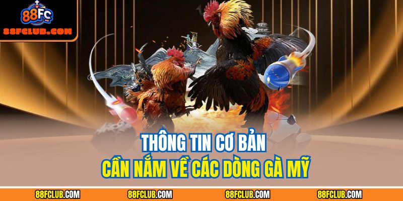 Thông tin cơ bản cần nắm về các dòng gà Mỹ