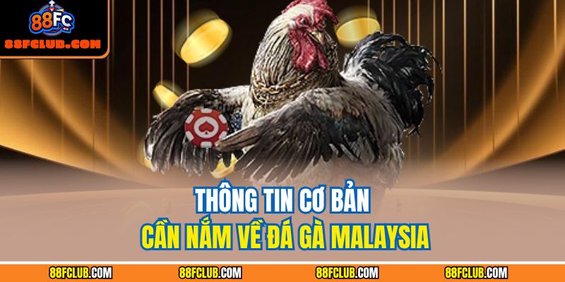 Thông tin cơ bản cần nắm về đá gà Malaysia