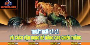 thuật ngữ đá gà