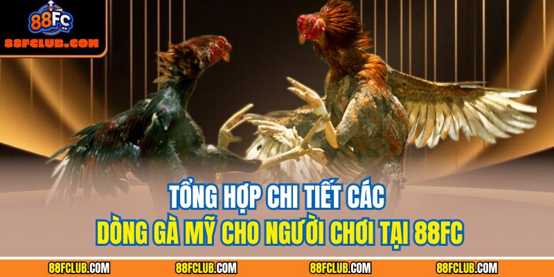 các dòng gà Mỹ