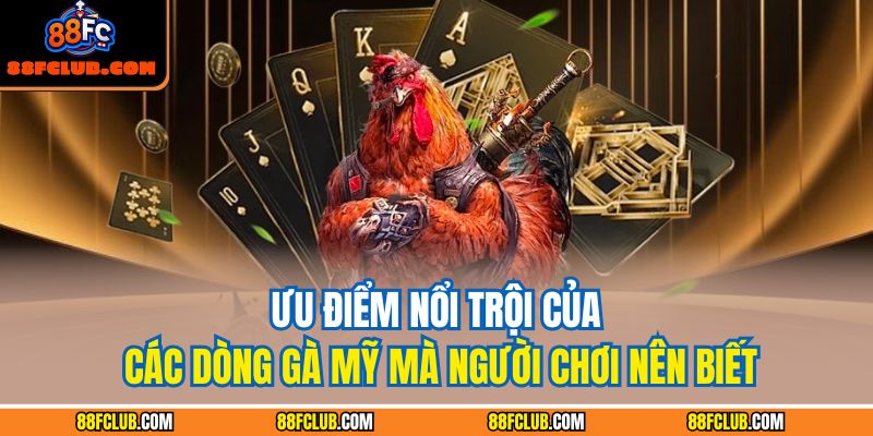 Ưu điểm nổi trội của các dòng gà Mỹ mà người chơi nên biết